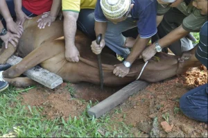 2012 qurban02