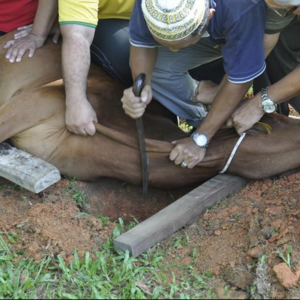 2012 qurban02