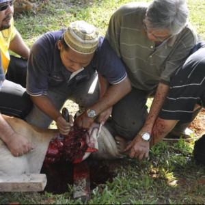 2012 qurban03